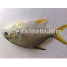 Golden Pompano